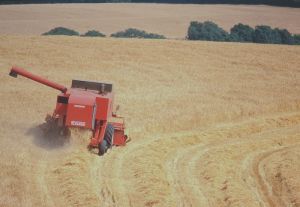 AGRICULTURE-CORN.jpg